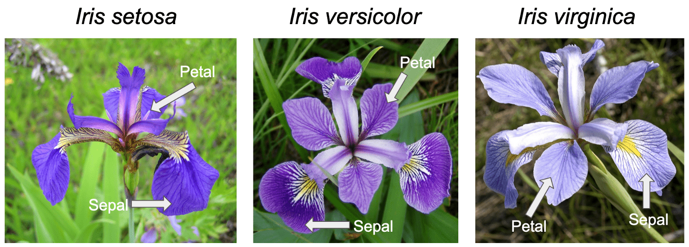 Photographs of three iris species -- setosa, versicolor, and virginica -- showing differences in sepal and petal shape