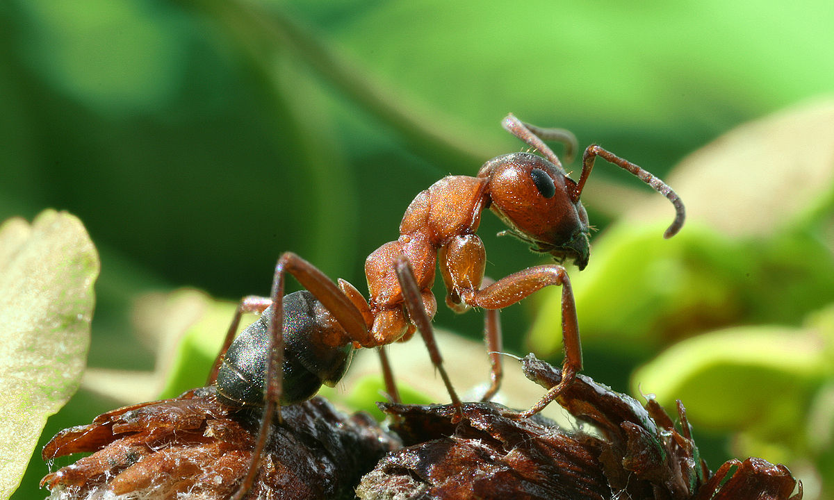 Formica rufa, the horse ant - native to Eurasia.